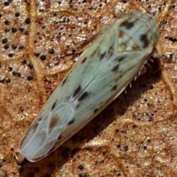 Balclutha punctata